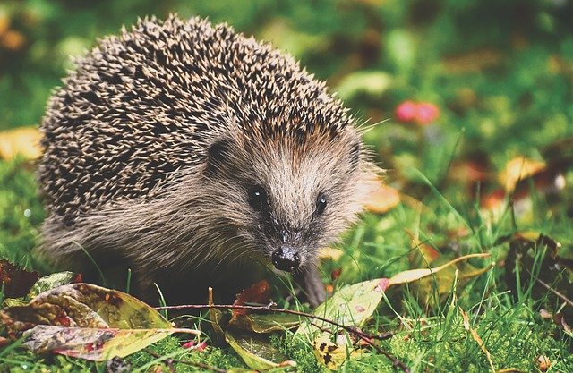 Igel unterwegs (Bild von Alexas_Fotos bei Pixabay)