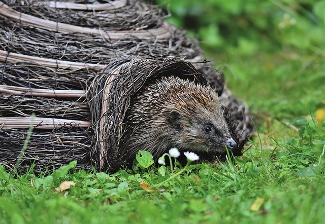 Igel kommt aus dem Igelhaus (Bild von Capri23auto bei Pixabay)