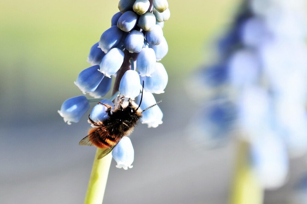 Mauerbiene an Blume