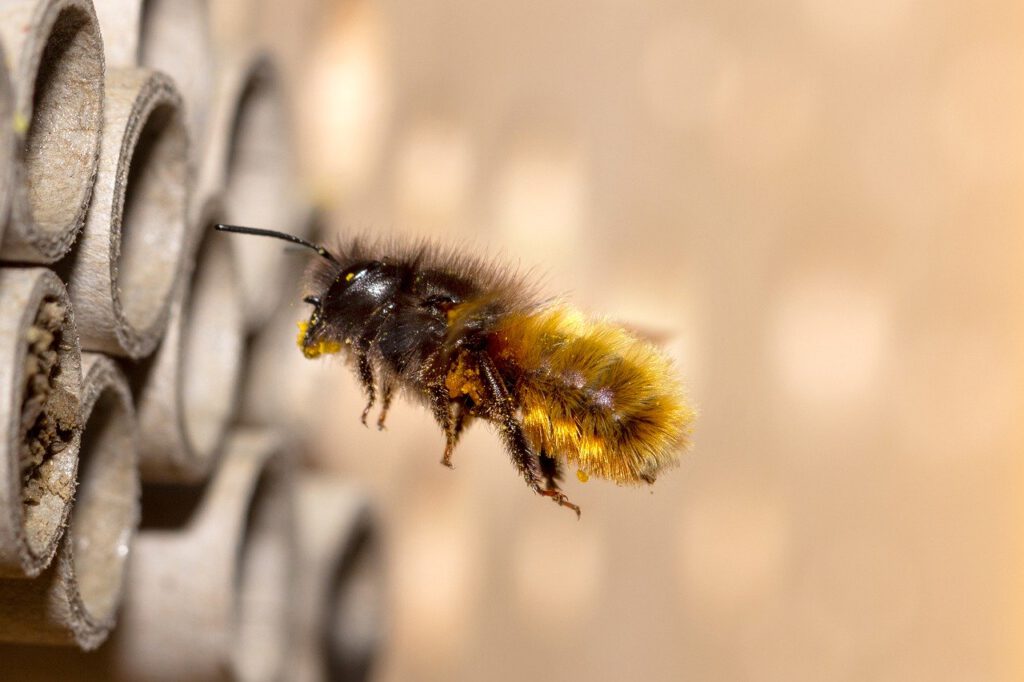 Wildbiene im Anflug