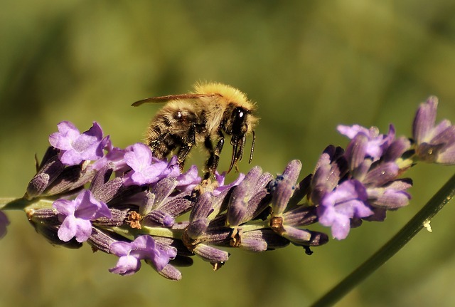 Wildbiene auf Blüte