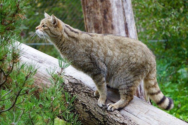 Wildkatze beobachten