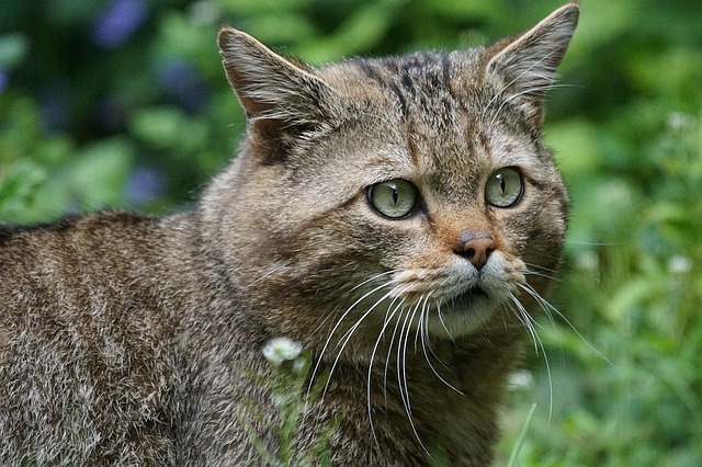 Wildkatze beobachten