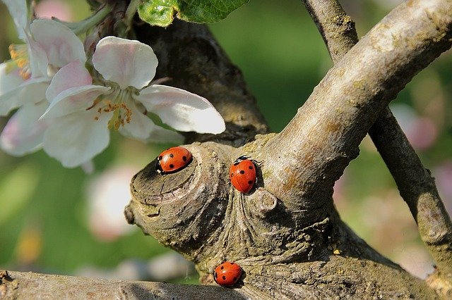 drei Marienkäfer am Baum