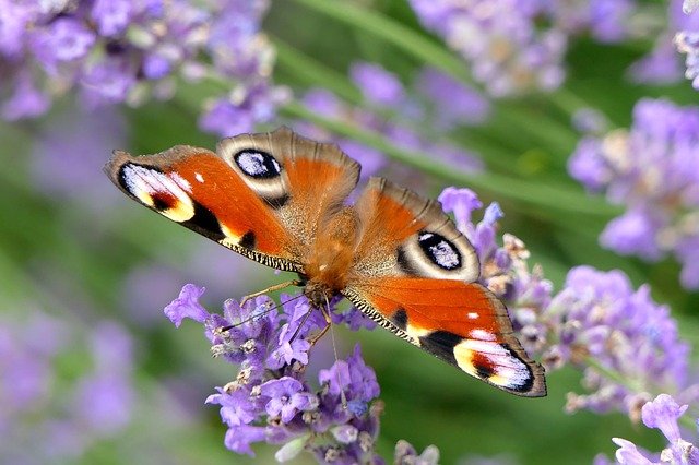 Schmetterling hat Hunger