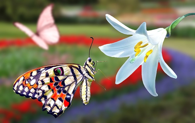 Schmetterling fliegt an Blume