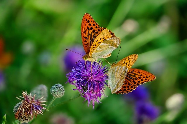 zwei Schmetterlinge