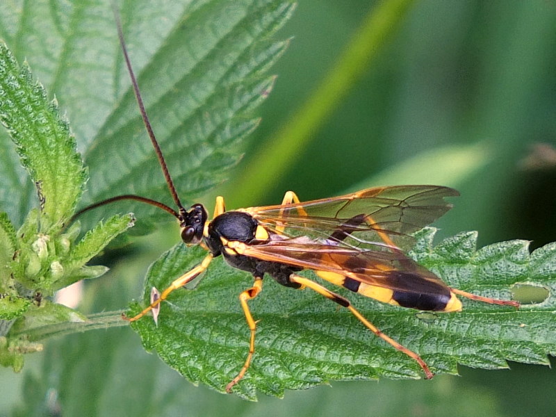 gelbe Schlupfwespe (copyright Marion Friedrich - arthropodafotos.de)