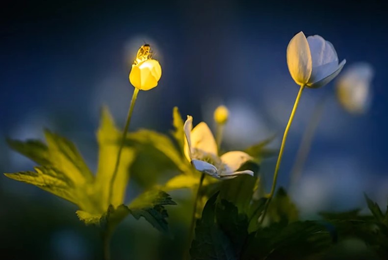 Glühwürmchen erleuchtet eine Blüte hell (copyright Radim Schreiber)