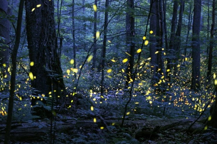 Glühwürmchen schwärmen im Wald (copyright Radim Schreiber)