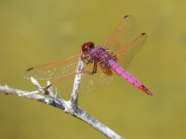 rot-rosa Libelle im Flug