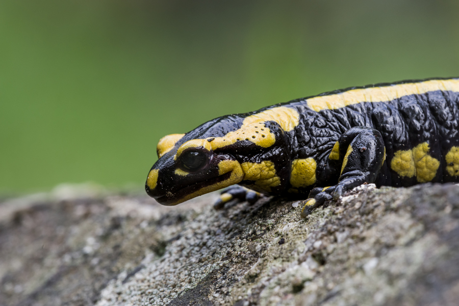 Kopf Portrait (Copyright Karsten Birk)