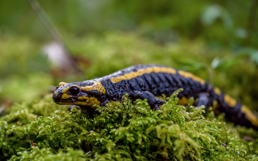 Feuersalamander auf Moos (Copyright Karsten Birk)