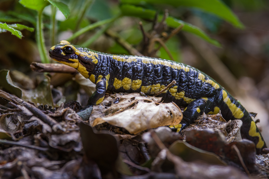 Feuersalamander in voller Länge (Copyright Karsten Birk)