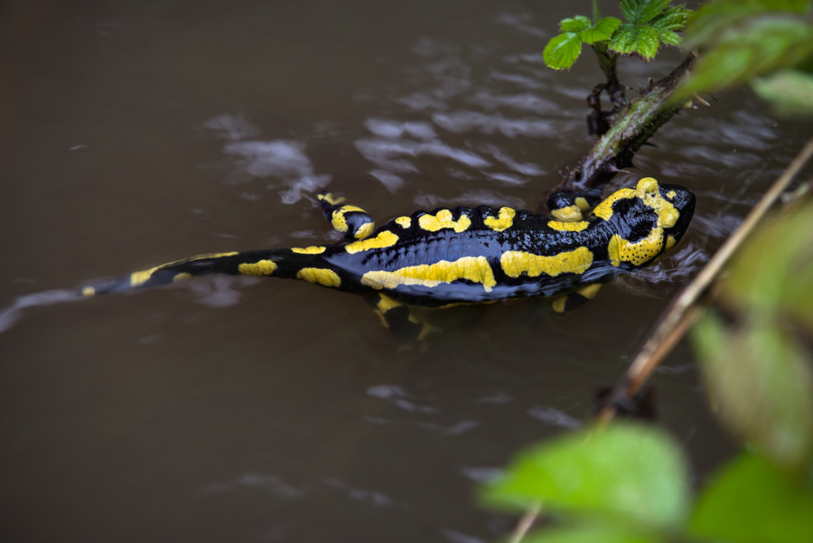 Feuersalamander im Wasser (Copyright Karsten Birk)