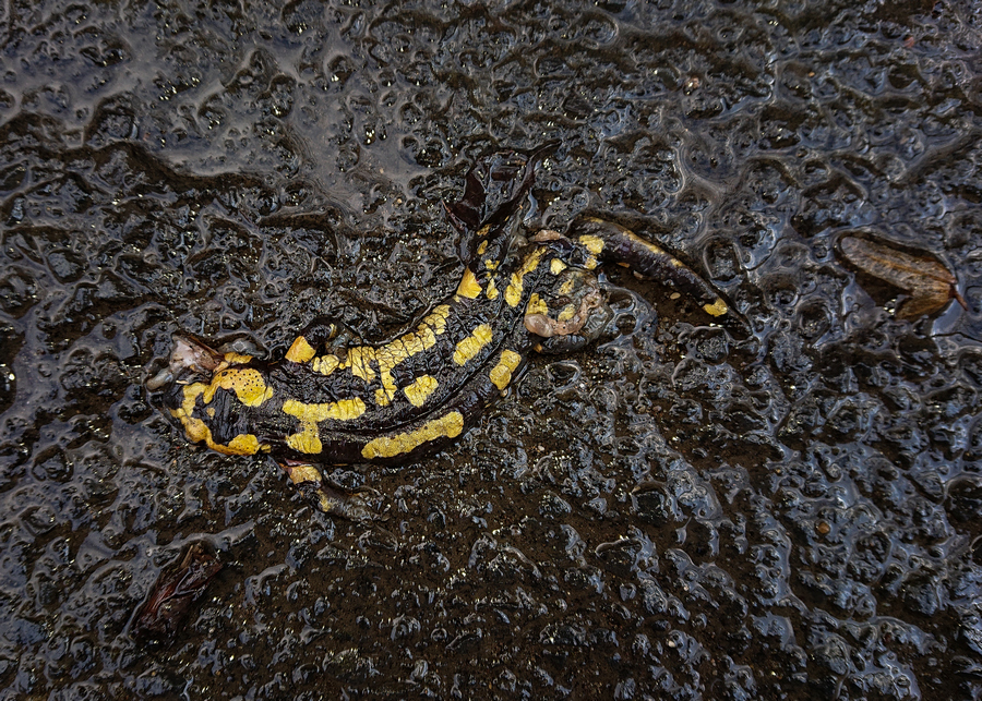 ein überfahrener Feuersalamander (Copyright Karsten Birk)