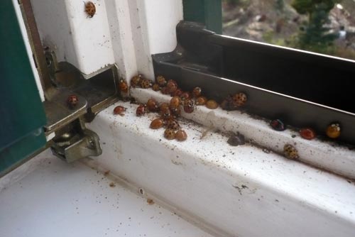 Marienkäfer im Fensterrahmen (Copyright Frank Böhm)