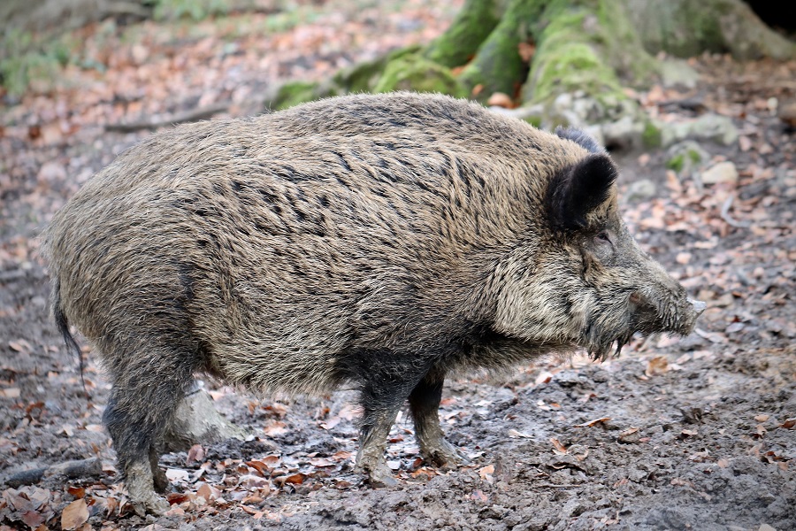 Begegnung mit einem Wildschwein