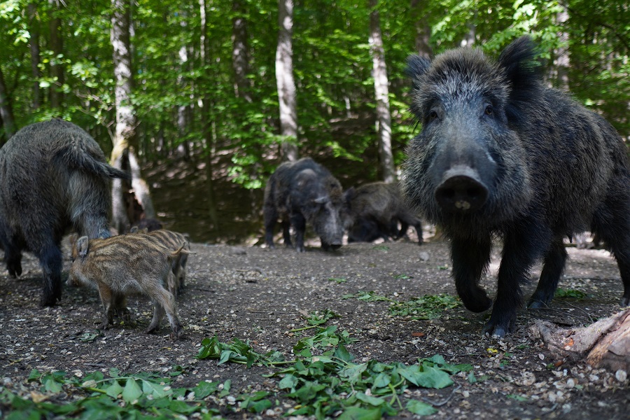 Wie gefährlich ist ein Wildschwein