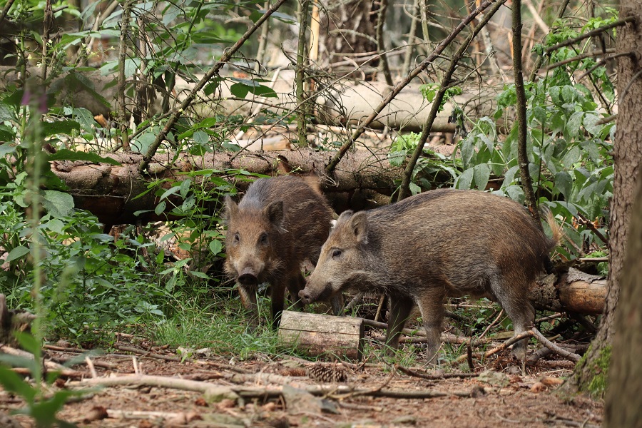 Wildschweine im Wald - vorsichtig fahren