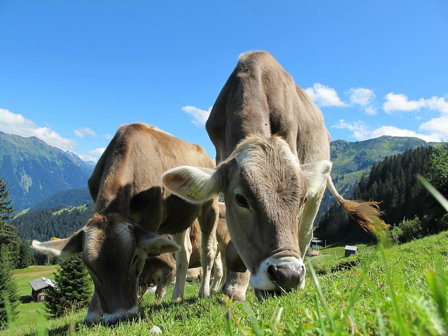 Kühe auf dem Weg