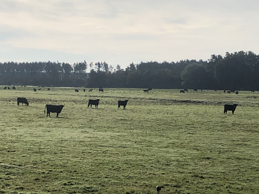 Kühe auf dem Weg