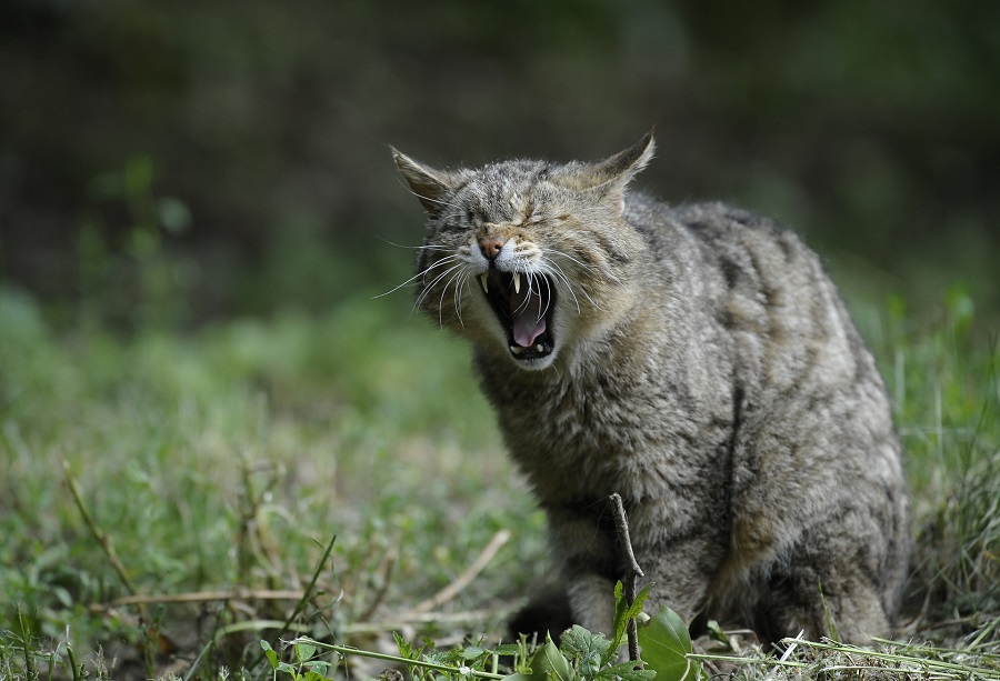 Wildkatze beobachten