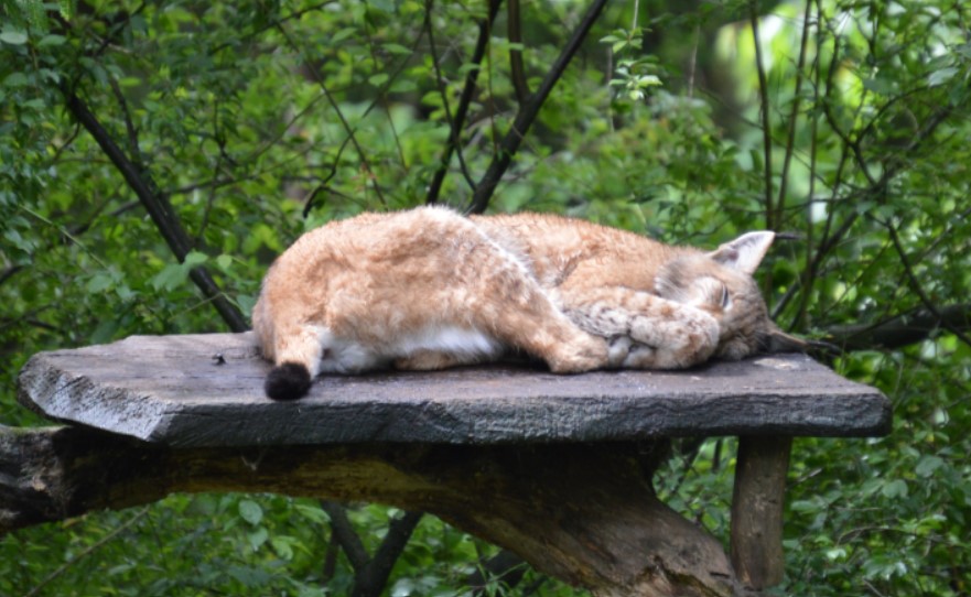 Luchs schläft im Wildpark Schwarze Berge (c Hubert Hell)